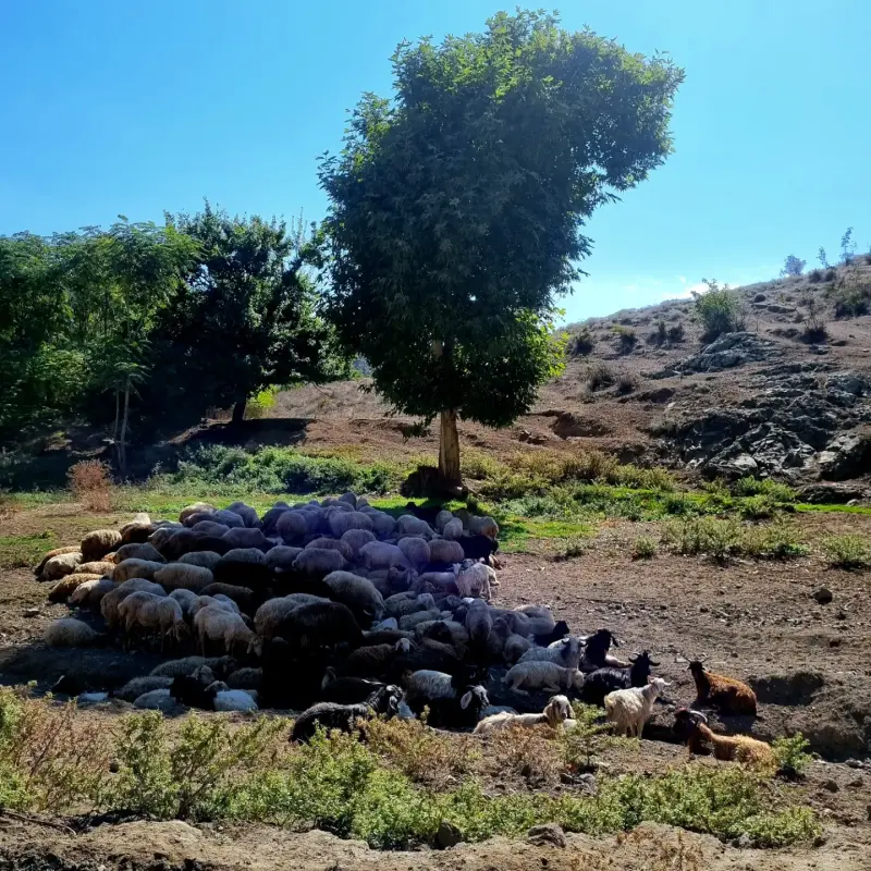 قلعه اویری - تصویر 5