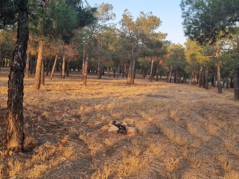 پارک جنگلی چیتگر - تصویر 2