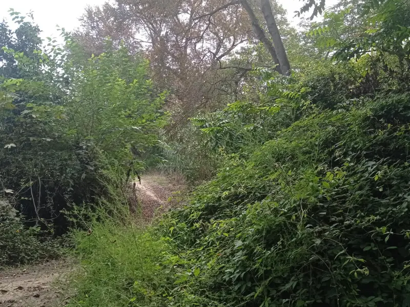 پارک جنگلی زاهدکلا - تصویر 8