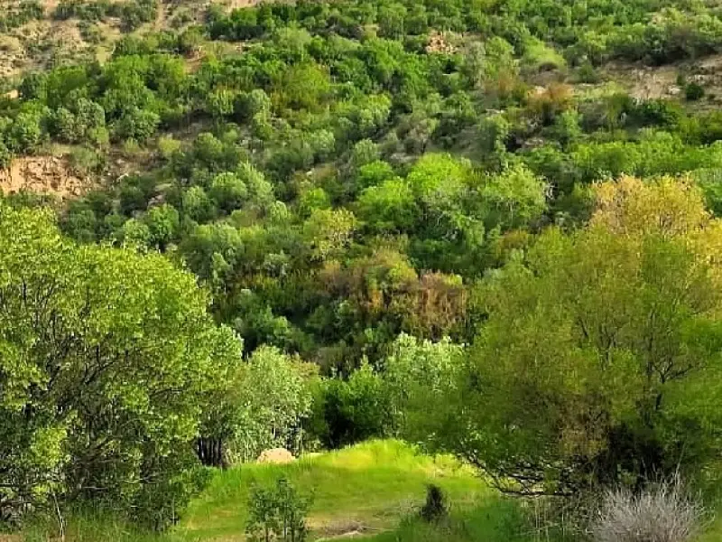 جنگل‌های بلوط استان فارس - تصویر 4