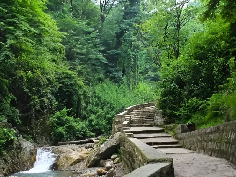جنگل کبودوال