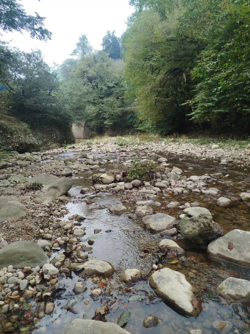 جنگل پلنگ دره - تصویر 6