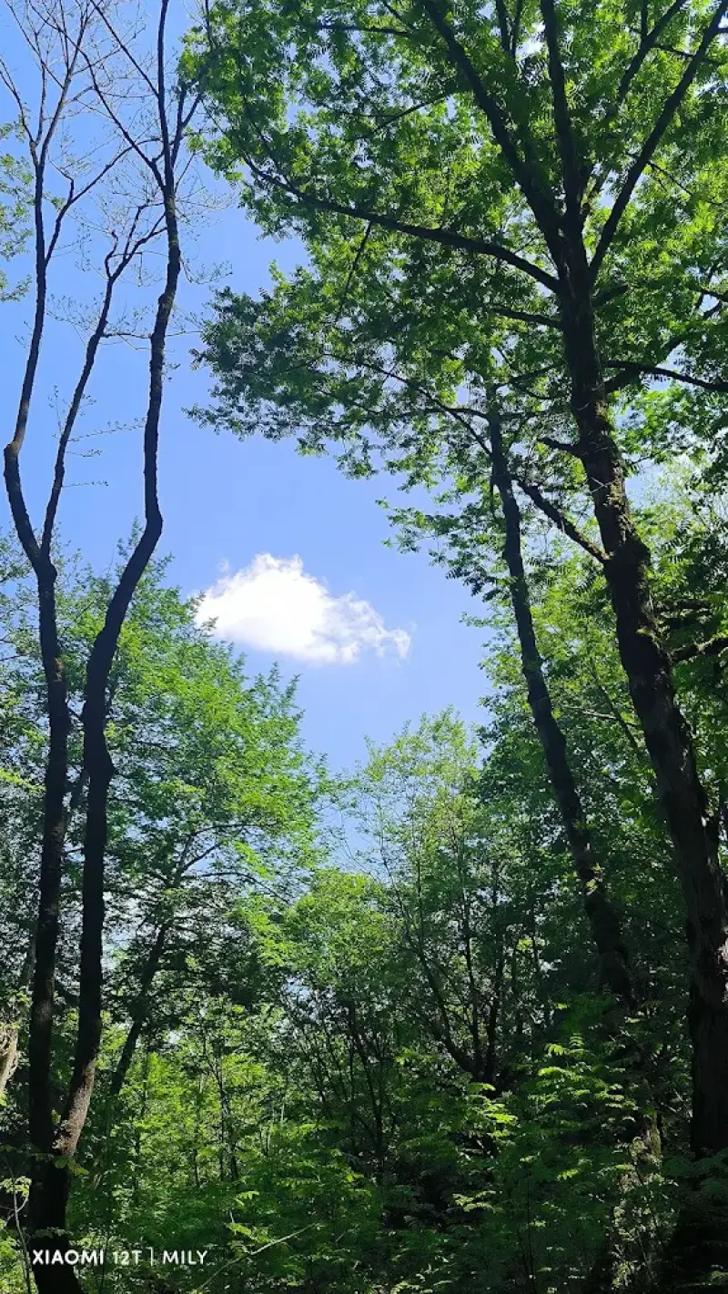 جنگل ارزفون - تصویر 8
