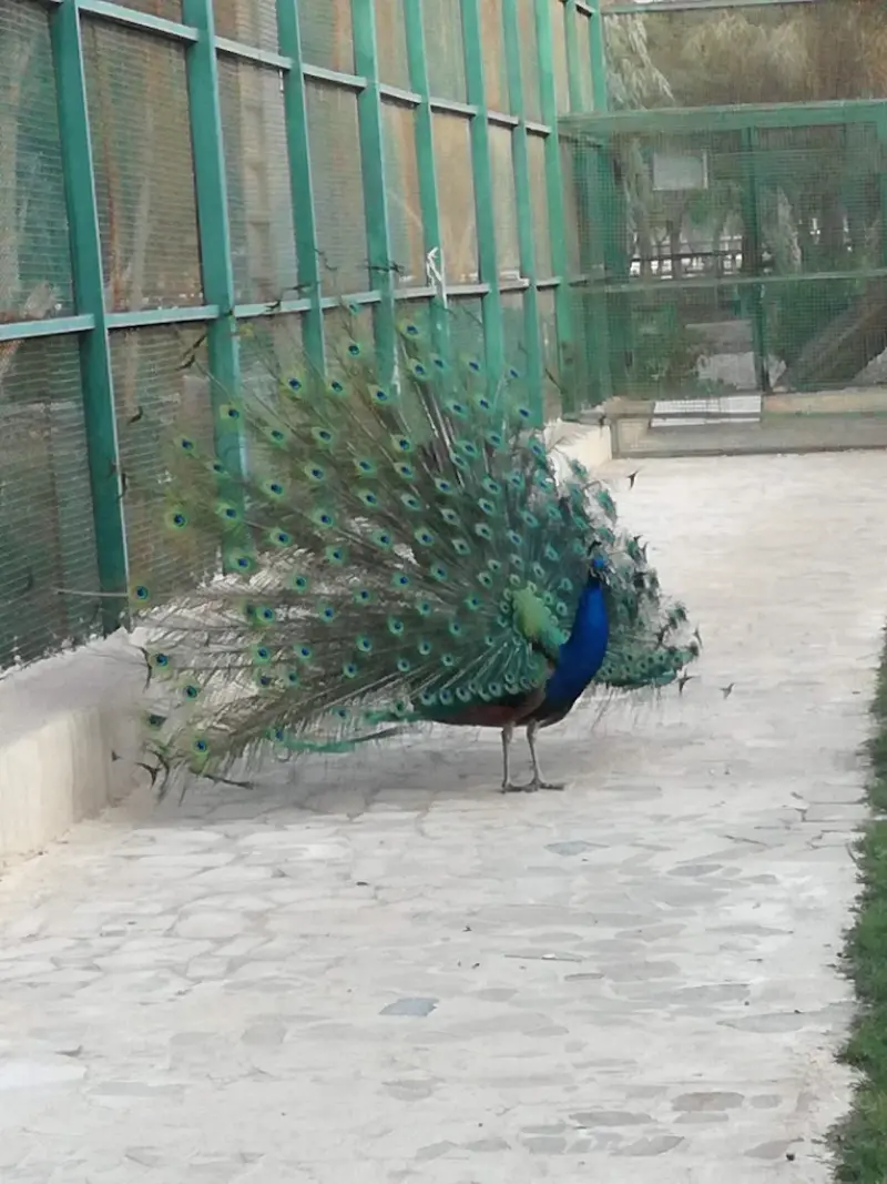 پارک جنگلی طبیعت (جهاد) - تصویر 3