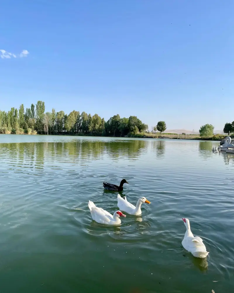 تالاب گلمرز - تصویر 4