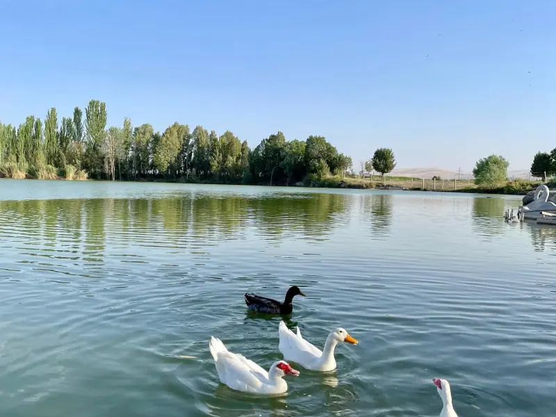 تالاب گلمرز - تصویر 4
