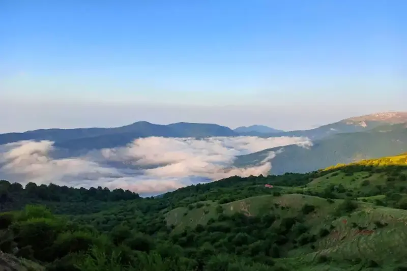 جنگل الیمستان - تصویر 5