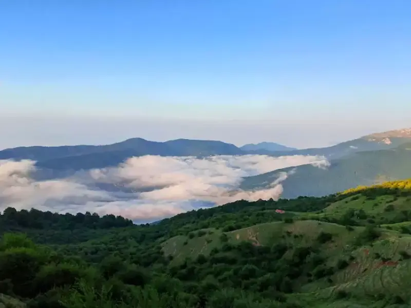 جنگل الیمستان - تصویر 5