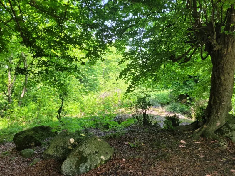 روستای اوسا - تصویر 1
