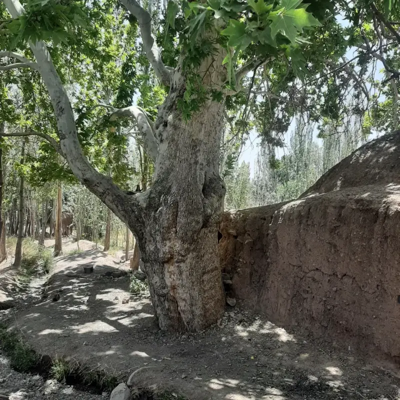 روستای ویدوجا - تصویر 4