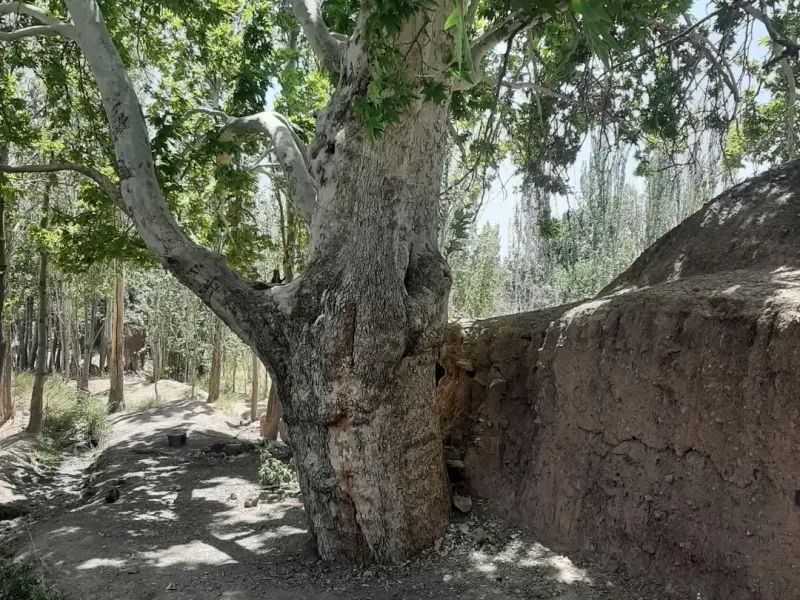 روستای ویدوجا - تصویر 4