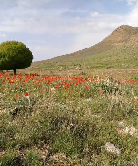 پارک ملی موته، اصفهان