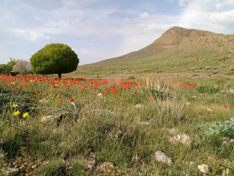 پارک ملی موته