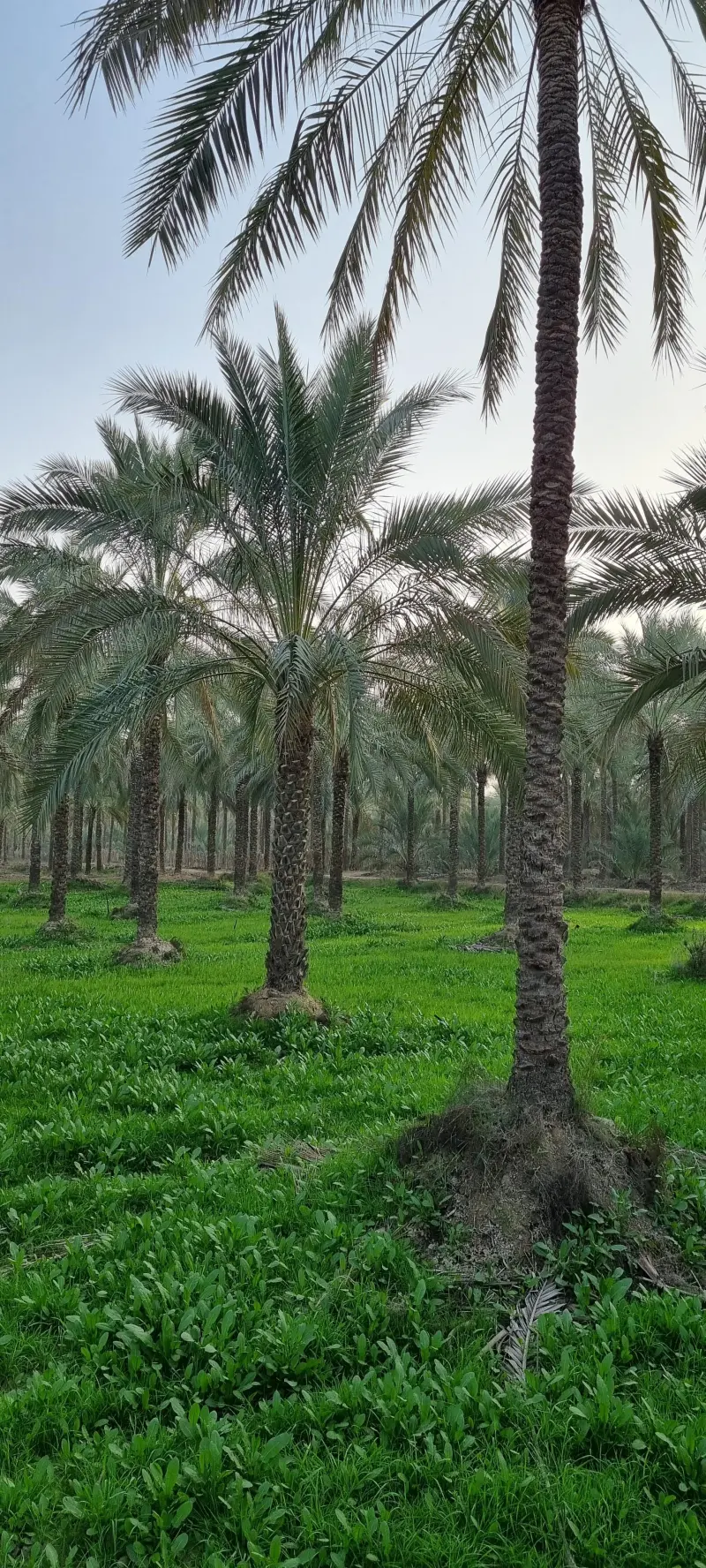 نخلستان آبپخش - تصویر 5