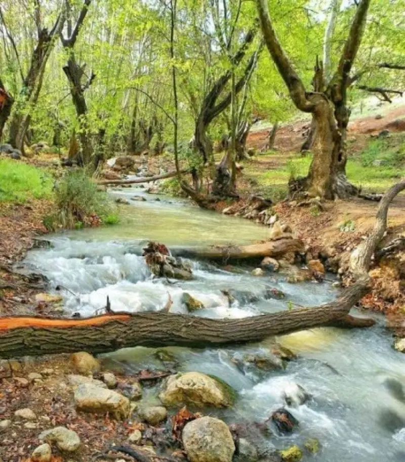 تنگ غوره دان - تصویر 4