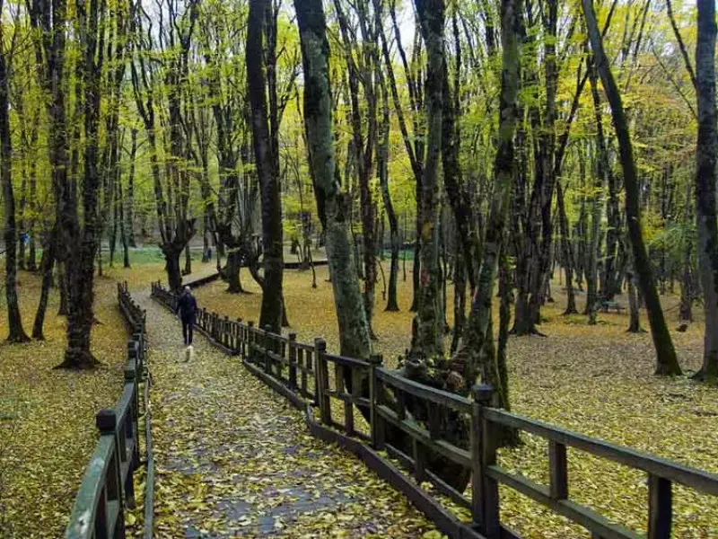 جنگل النگدره گرگان - تصویر 2