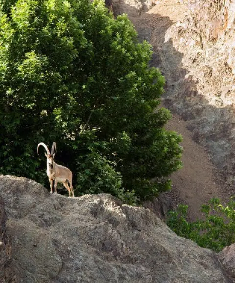 منطقه حفاظت‌شده اساس، مازندران