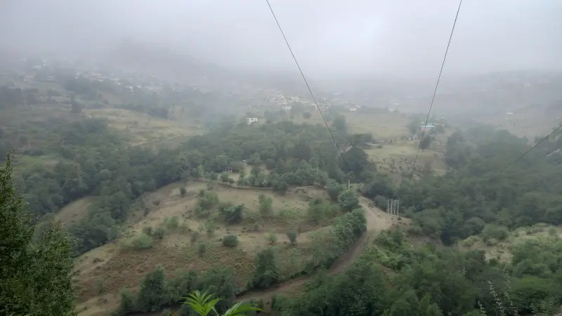 جنگل لاویج - تصویر 2