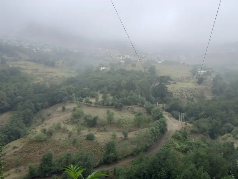 جنگل لاویج - تصویر 2