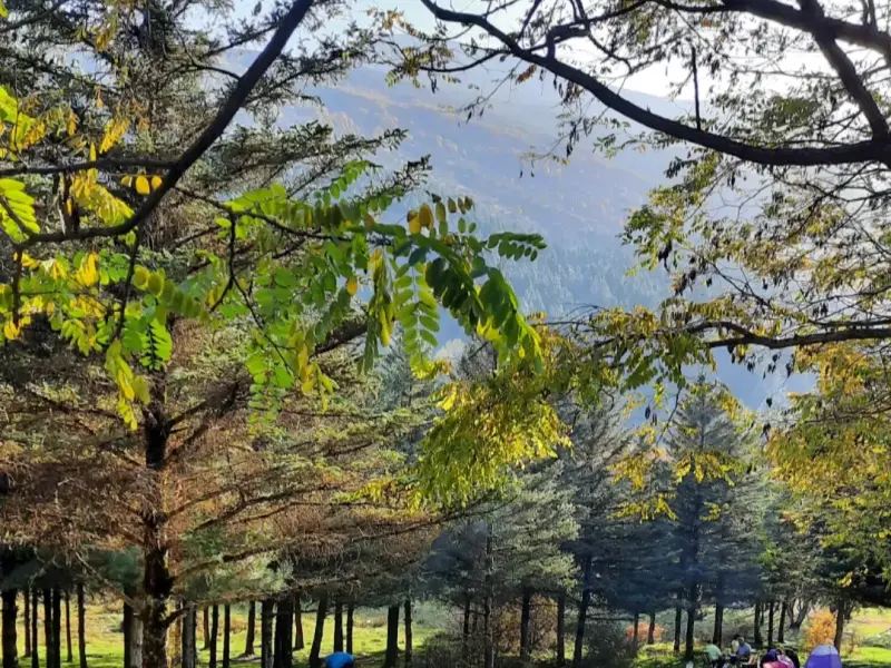 بوستان جنگلی صیقل محله