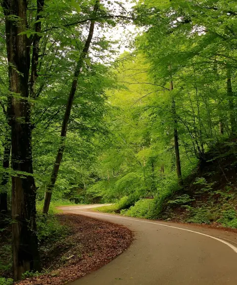 جنگل وزوار، مازندران