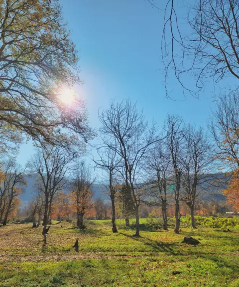 پارک جنگلی قرق، گلستان