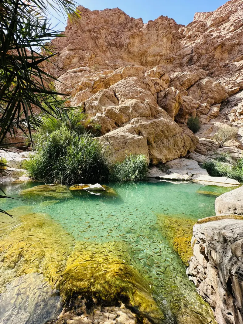 تخت عروس - تصویر 9