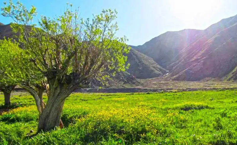 دشت هویج - تصویر 1
