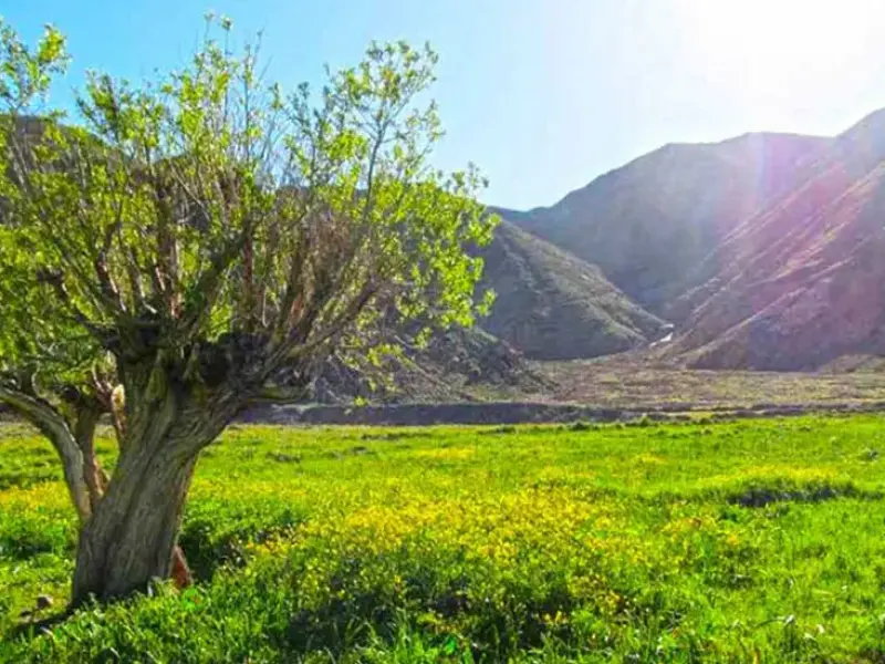 دشت هویج - تصویر 1