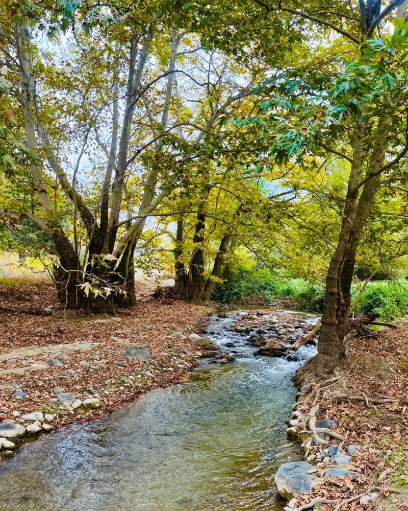 جنگل آنزا - تصویر 2