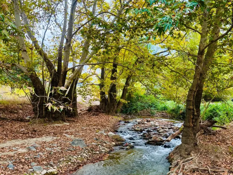جنگل آنزا - تصویر 2