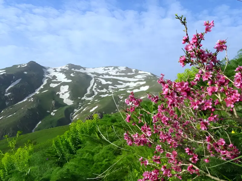 کوه چهل چشمه