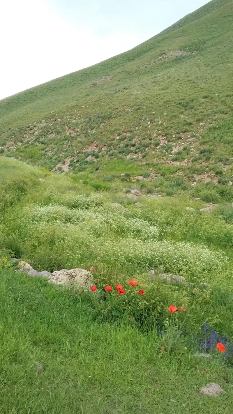 دشت ارشد چمن - تصویر 10