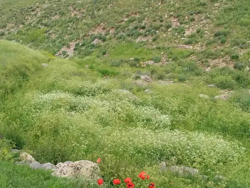 دشت ارشد چمن - تصویر 10