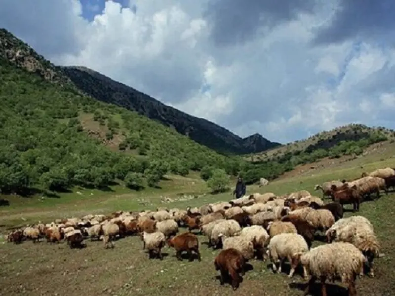پارک ملی موته - تصویر 3