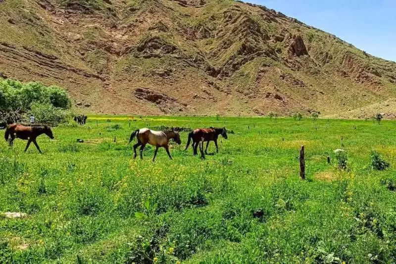 دشت هویج - تصویر 6