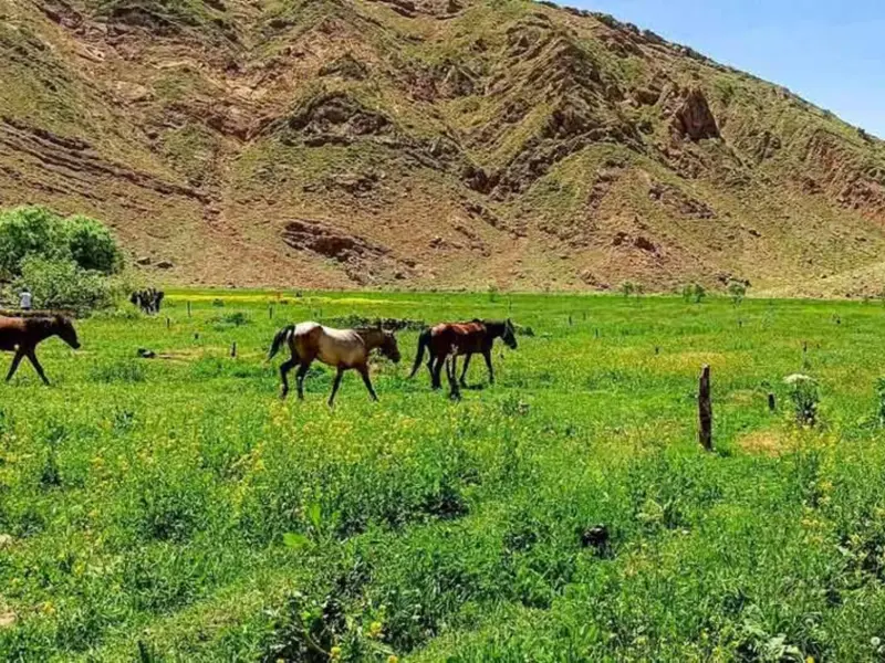 دشت هویج - تصویر 6