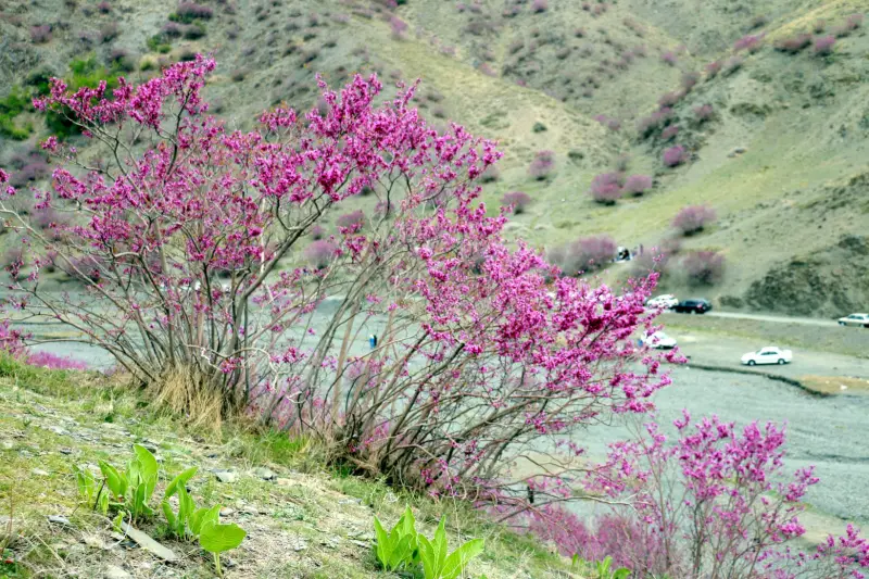 دره ارغوان دامچه - تصویر 2