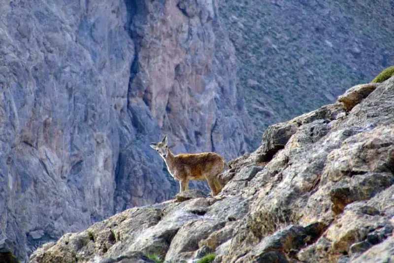 منطقه تنگ صیاد - تصویر 4