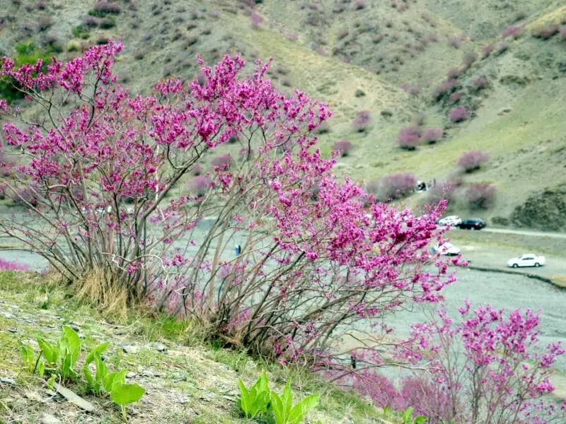 دره ارغوان دامچه - تصویر 2
