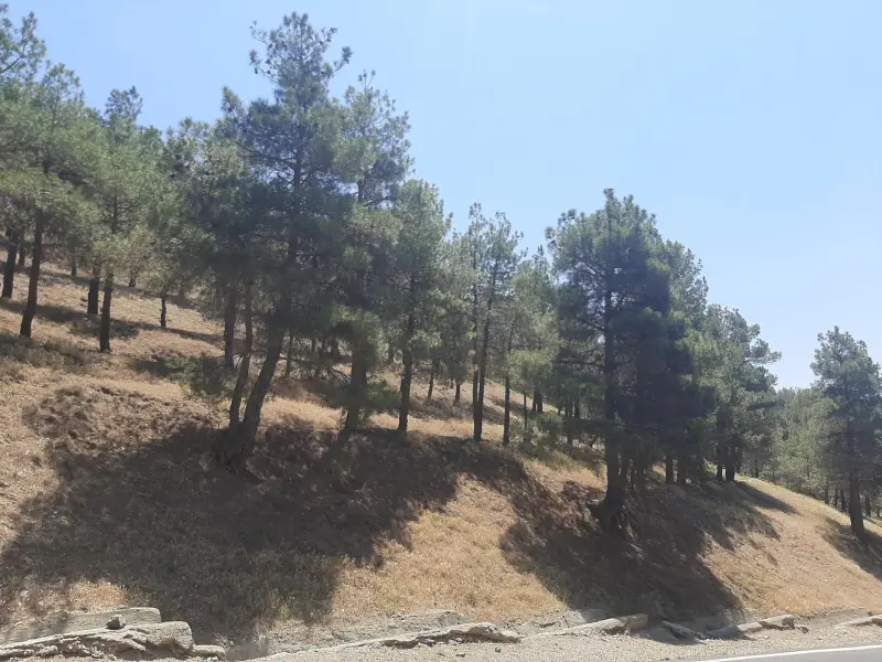 پارک جنگلی‌ یاس - تصویر 6