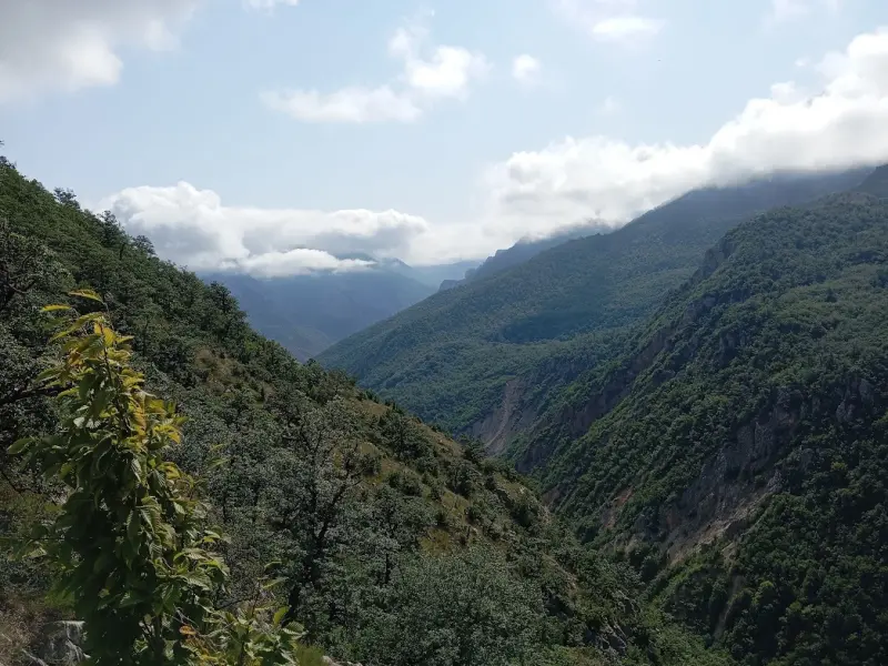 جنگل فینسک