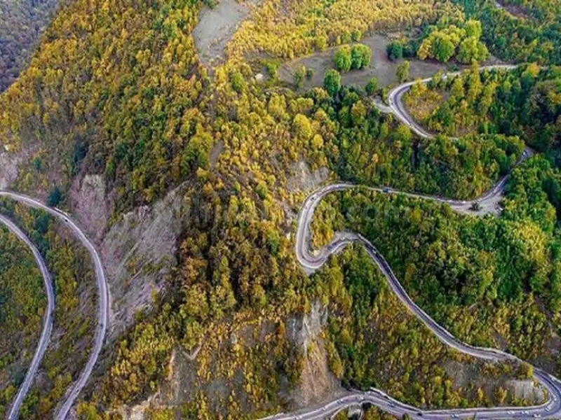 جنگل توسکستان