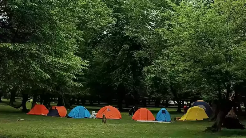 جنگل بلیران - تصویر 2