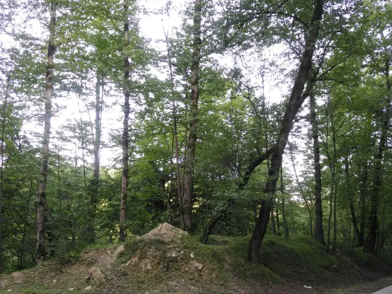 پارک جنگلی کشپل - تصویر 3
