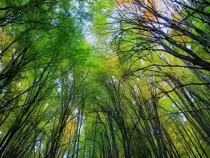 جنگل نارنجلو - تصویر 1