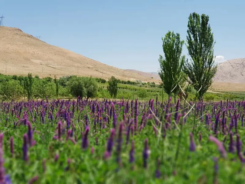 تالاب چغاخور - تصویر 9