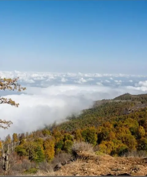پارک جنگلی سوته‌ده، گلستان