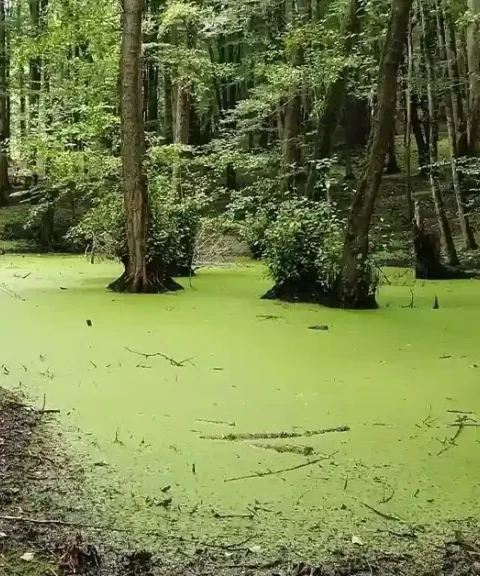 _