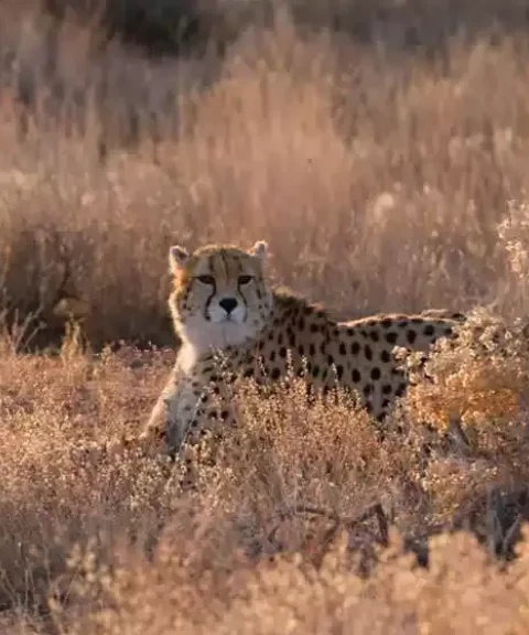 _